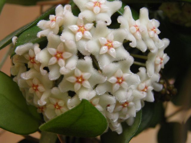 Hoya Chouke, photo 7