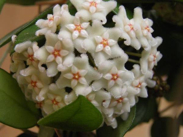 Hoya Chouke, photo 7