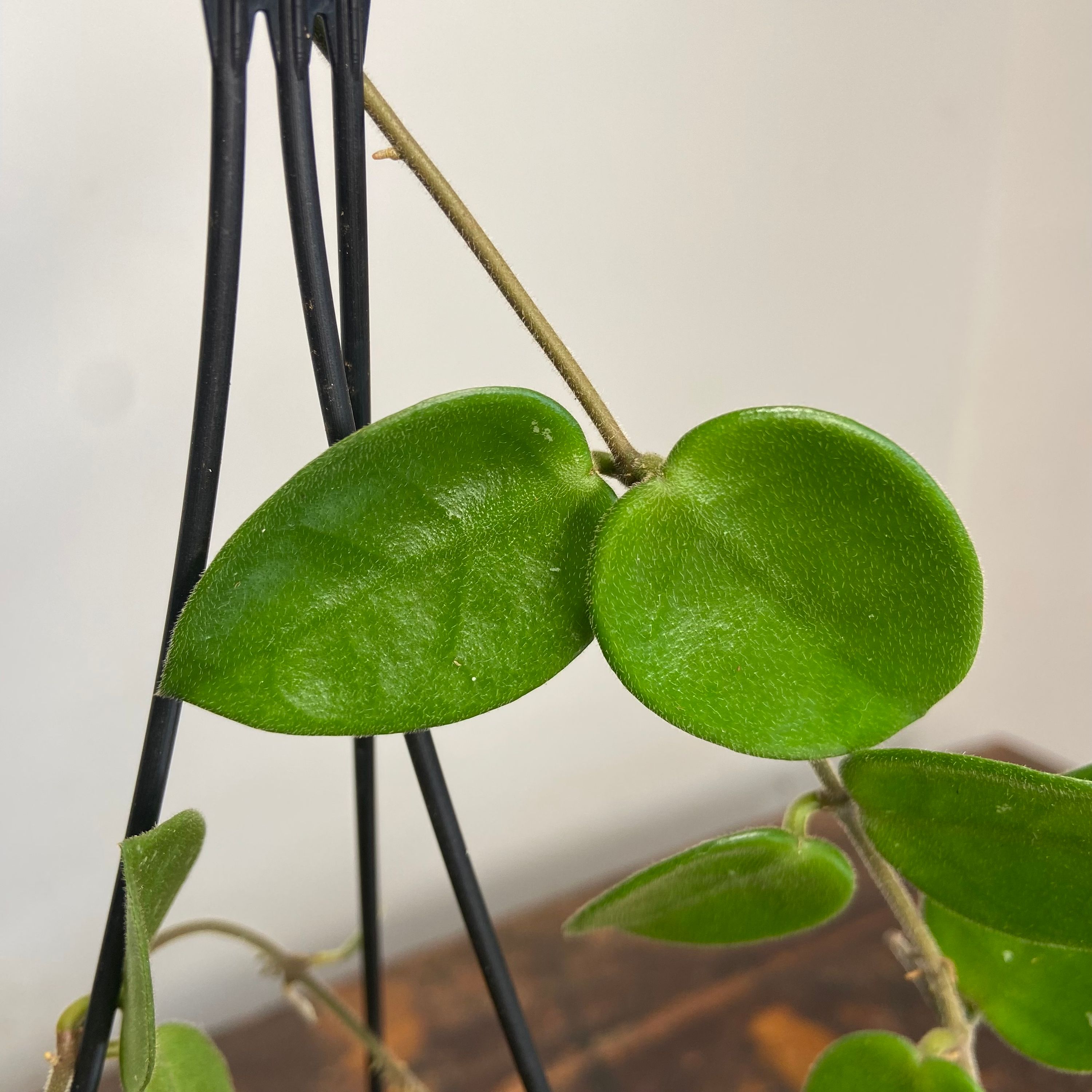Hoya Chouke, photo 8