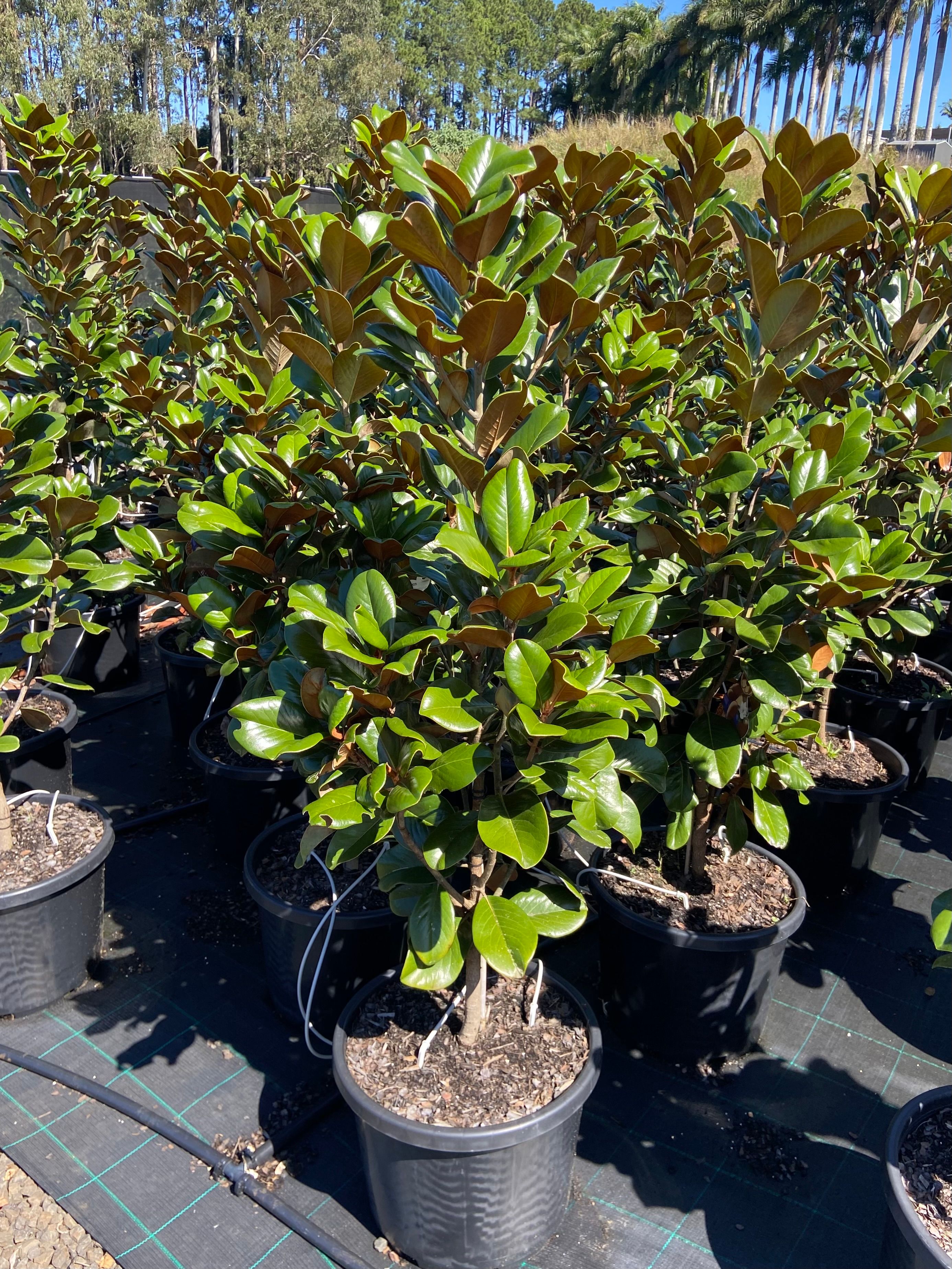 Magnolia grandiflora Teddy Bear, photo 2