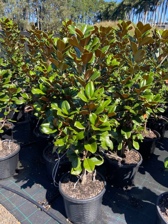 Magnolia grandiflora Teddy Bear, photo 2