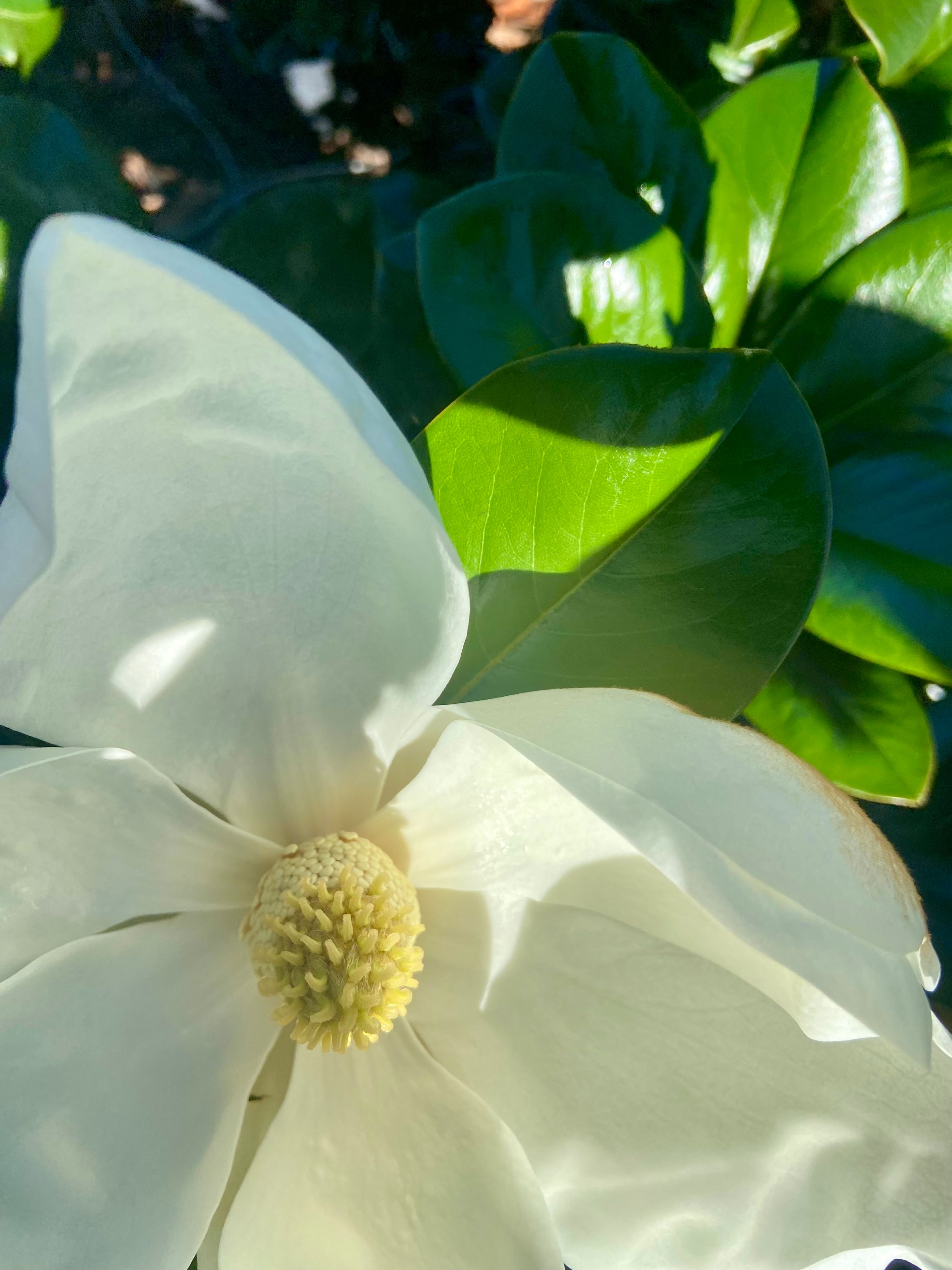 Magnolia grandiflora Teddy Bear, photo 3