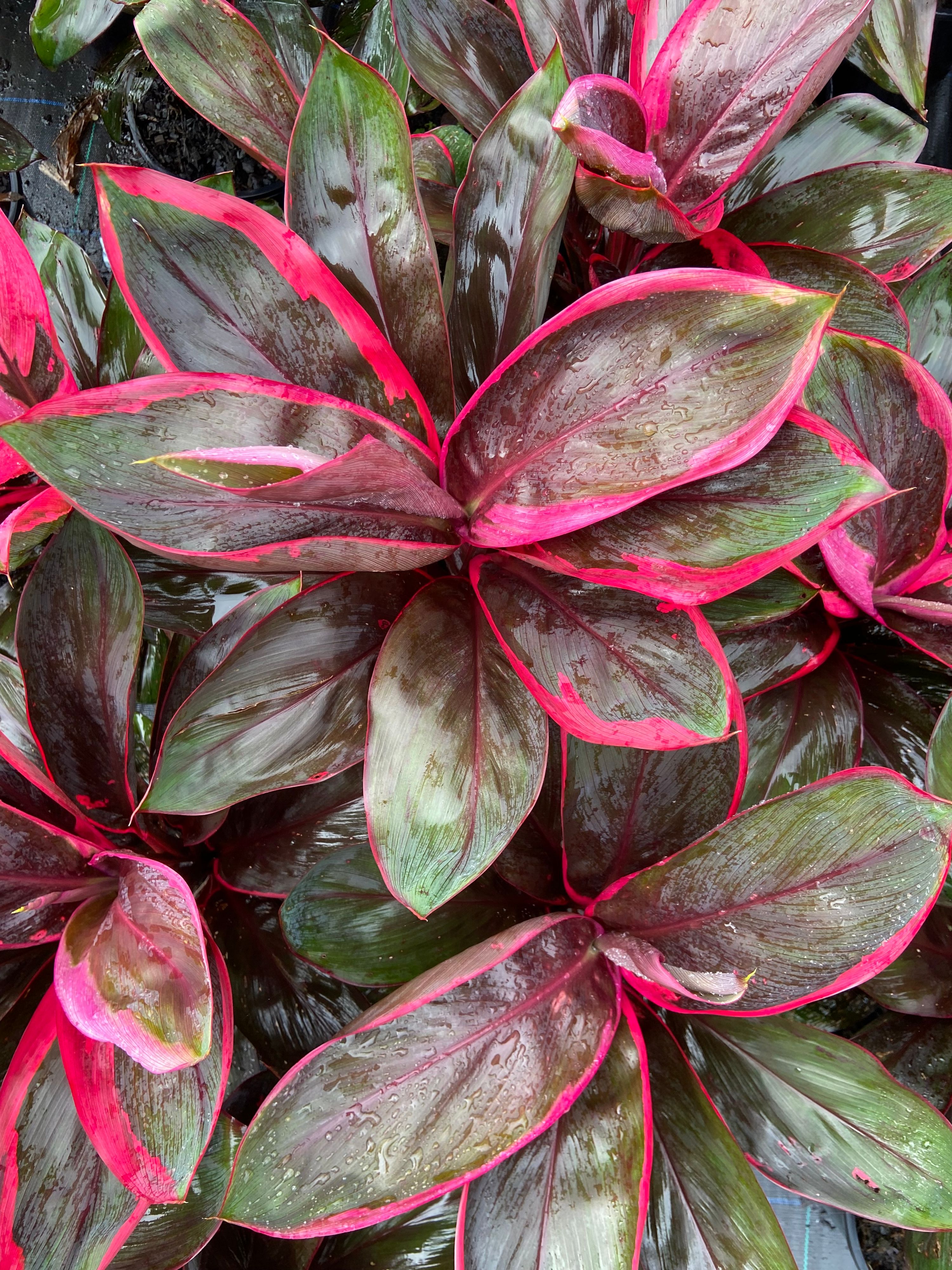 Cordyline fructicosa Margaret Storey grown at the nursery