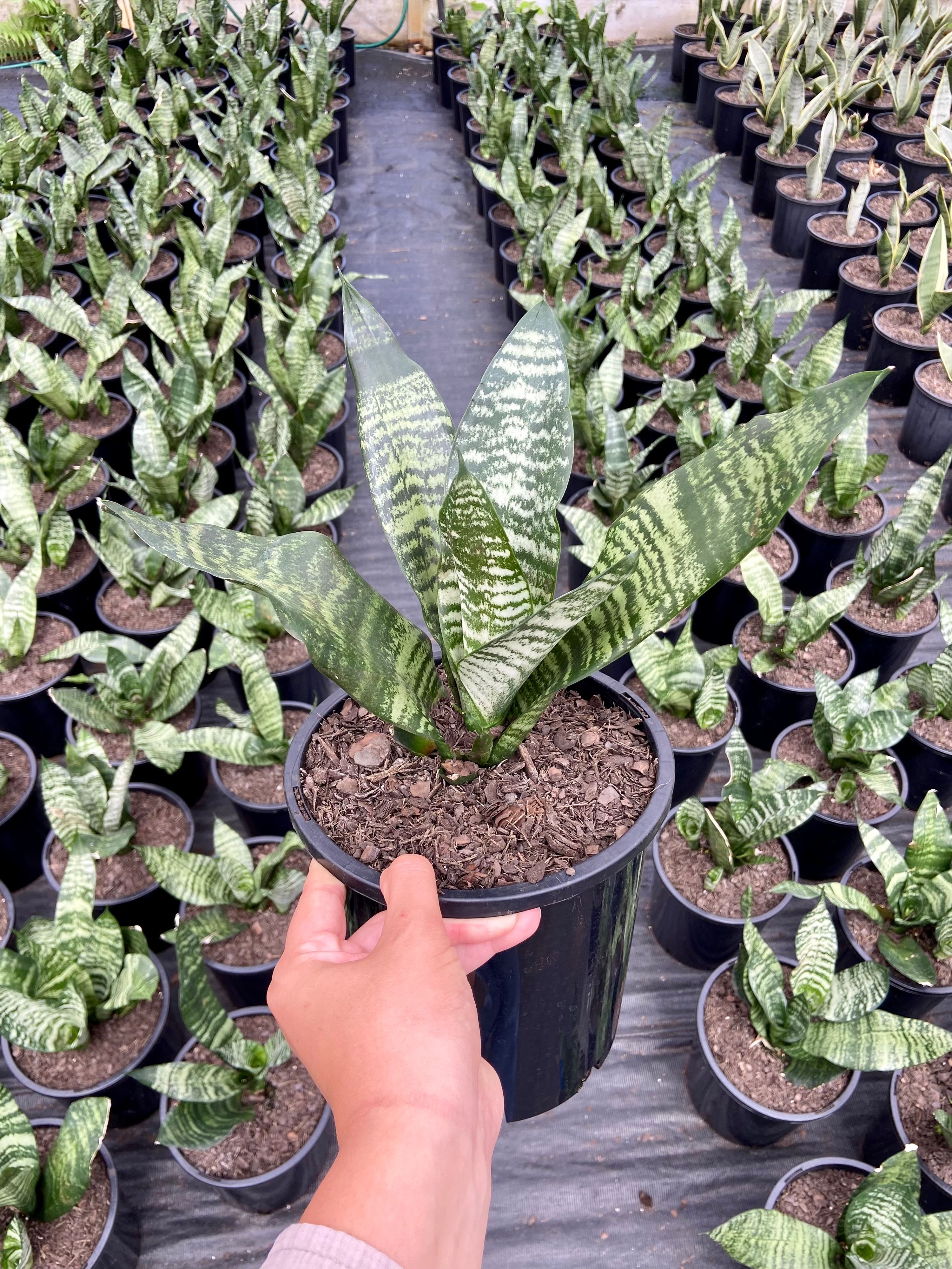 Sansevieria trifasciata Hahnii Green (Robusta) grown at the nursery