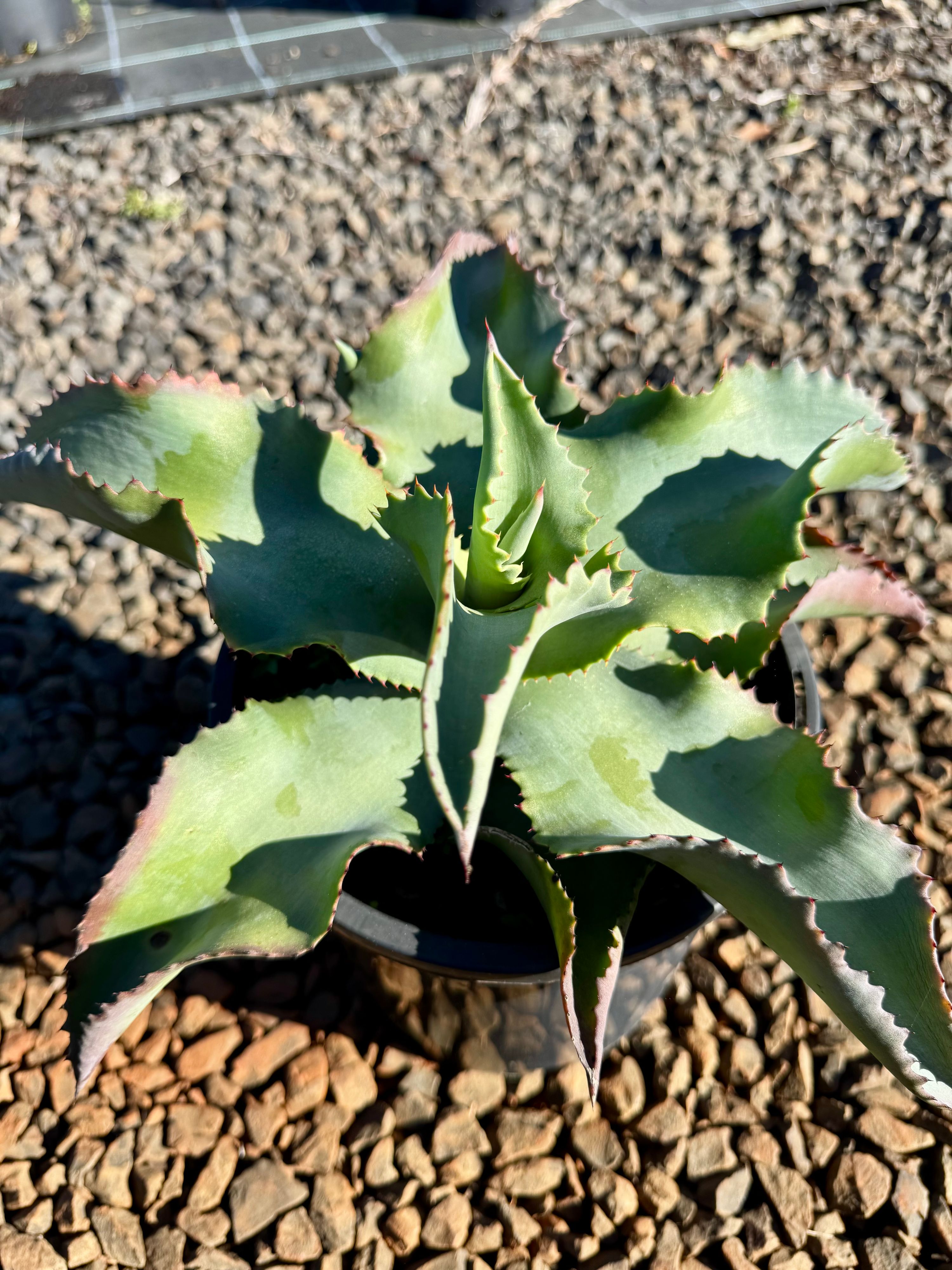 Agave potatorum grown at the nursery