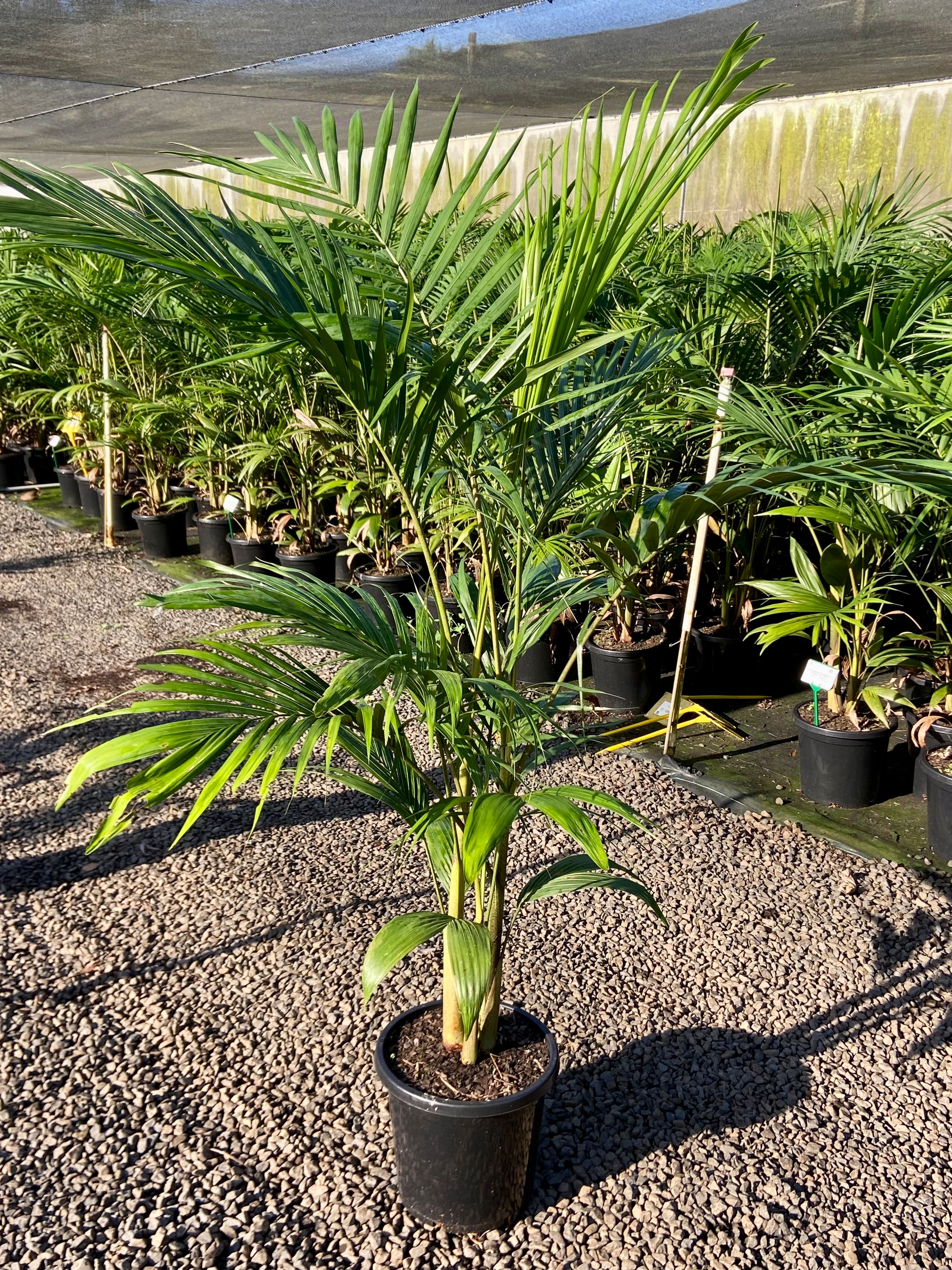 Archontophoenix cunninghamiana (Bangalow Palm) grown at the nursery