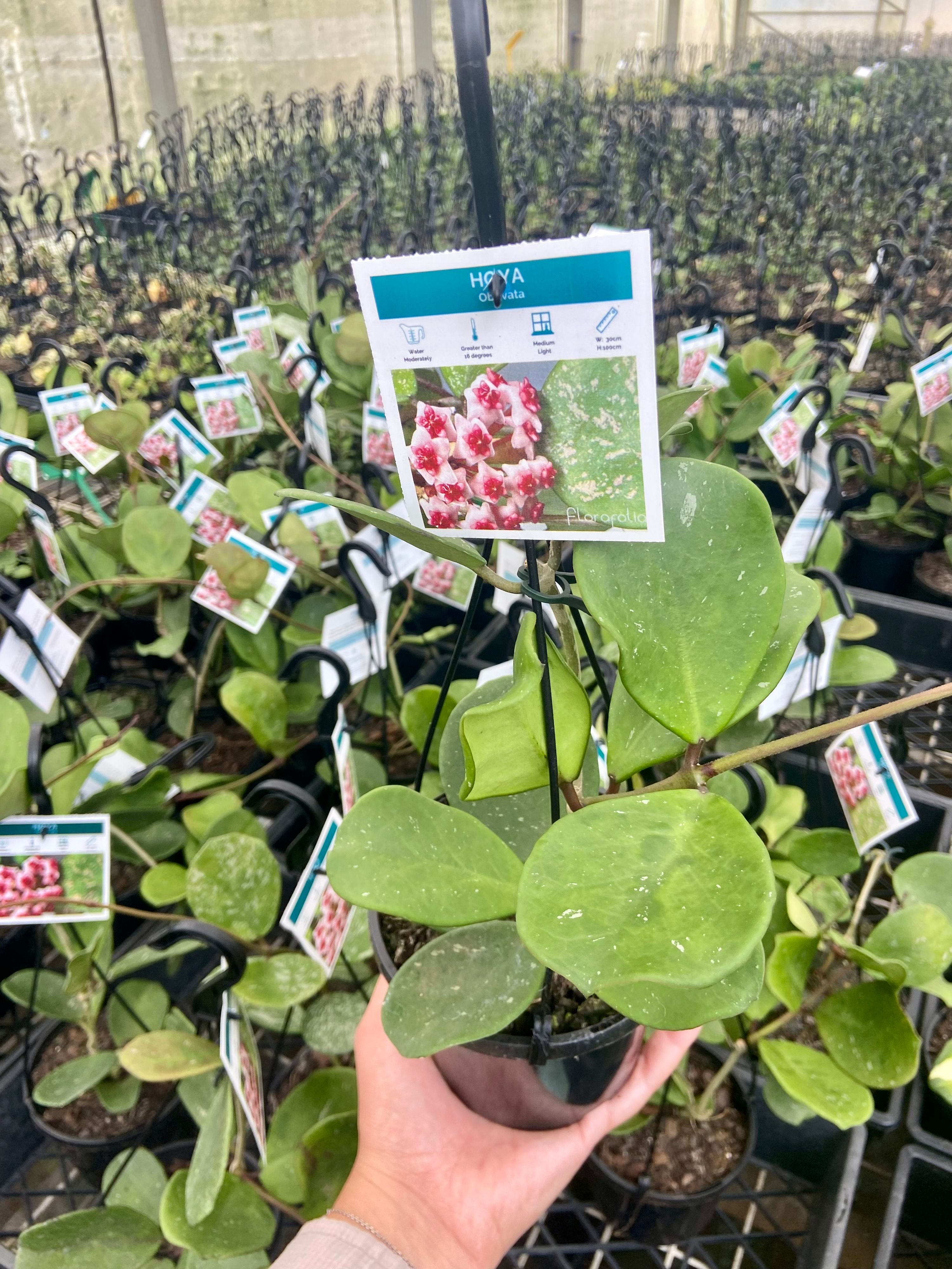 Hoya obovata grown at the nursery
