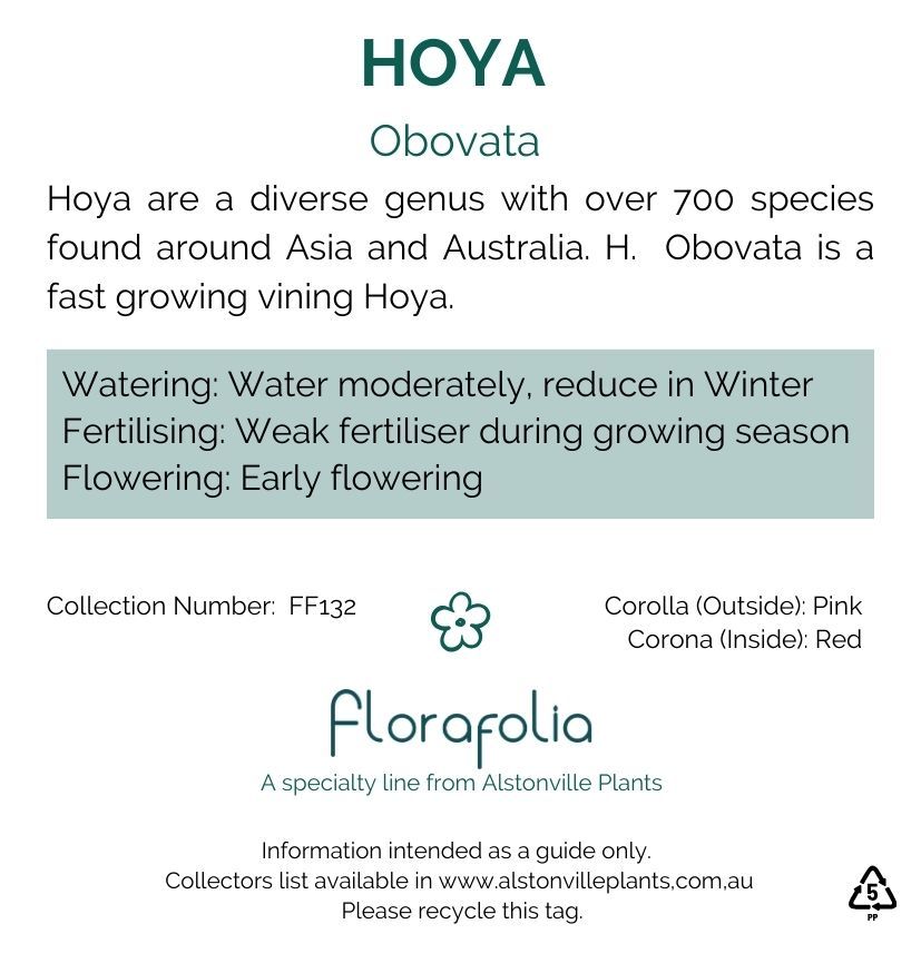 Hoya obovata, photo 2