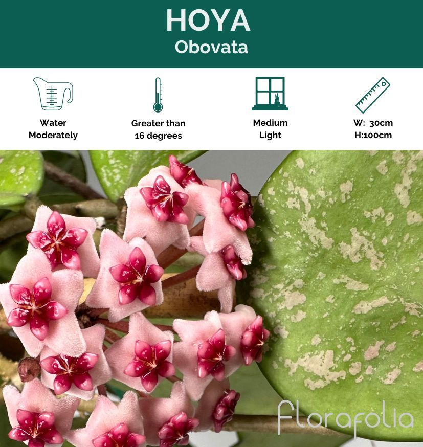 Hoya obovata, photo 3