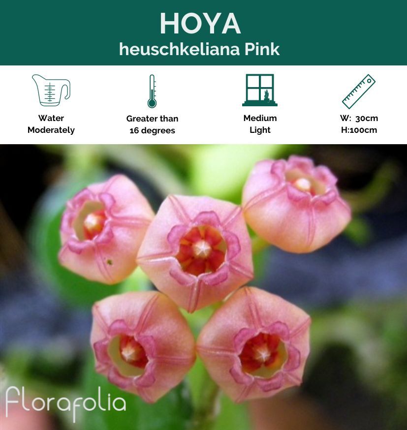 Hoya heuschkeliana Pink, photo 8