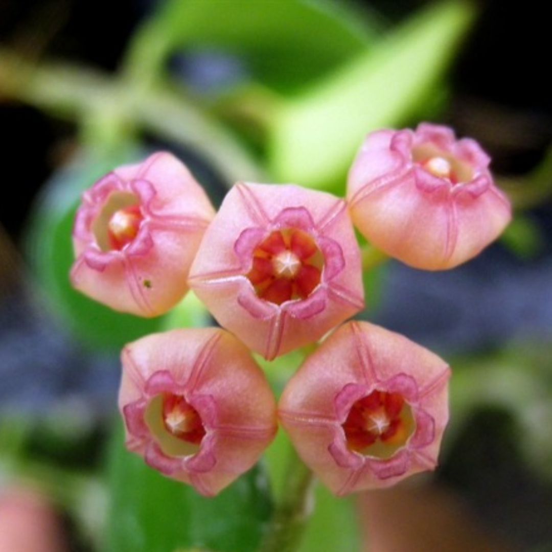 Hoya heuschkeliana Pink, photo 4