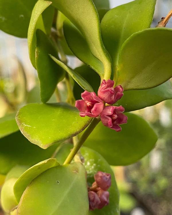Hoya heuschkeliana Pink, photo 6