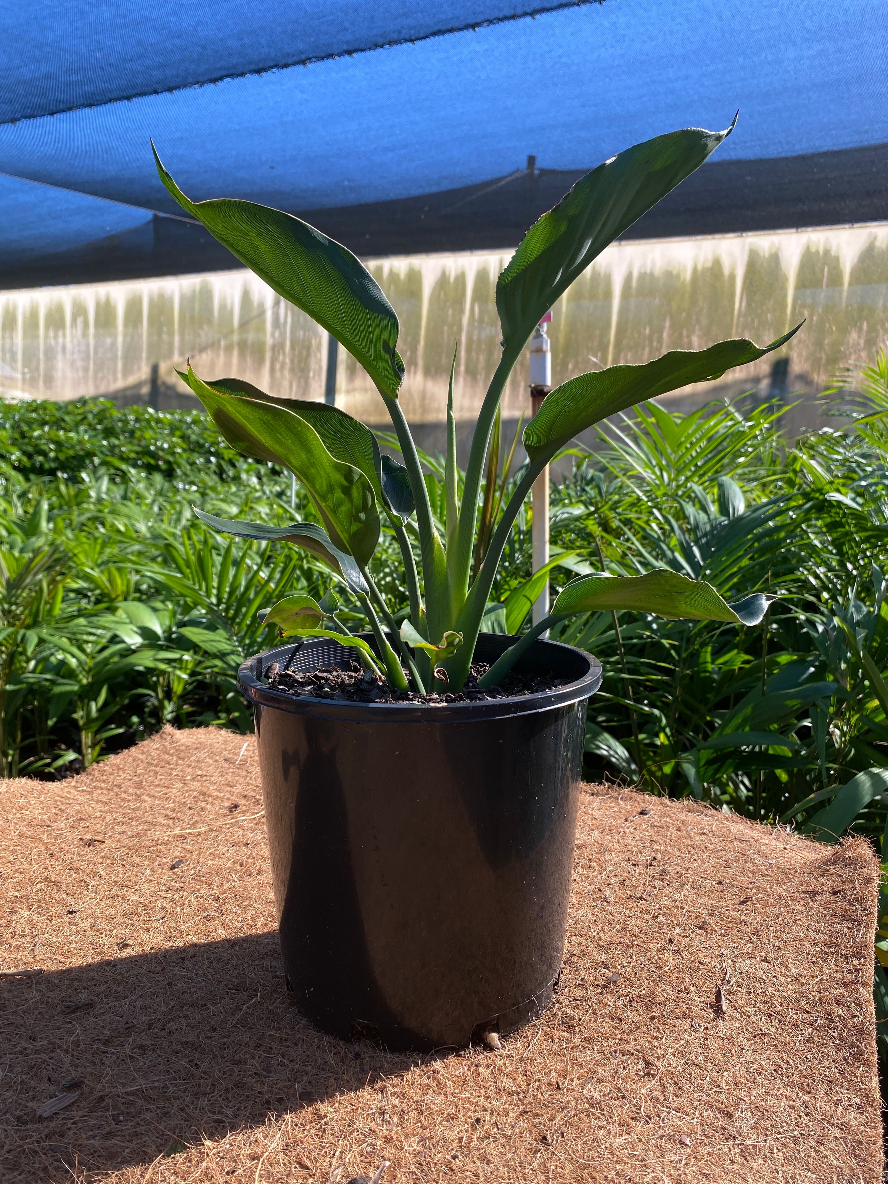 Strelitzia reginae grown at the nursery