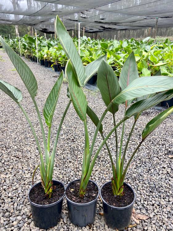 Strelitzia reginae, photo 2