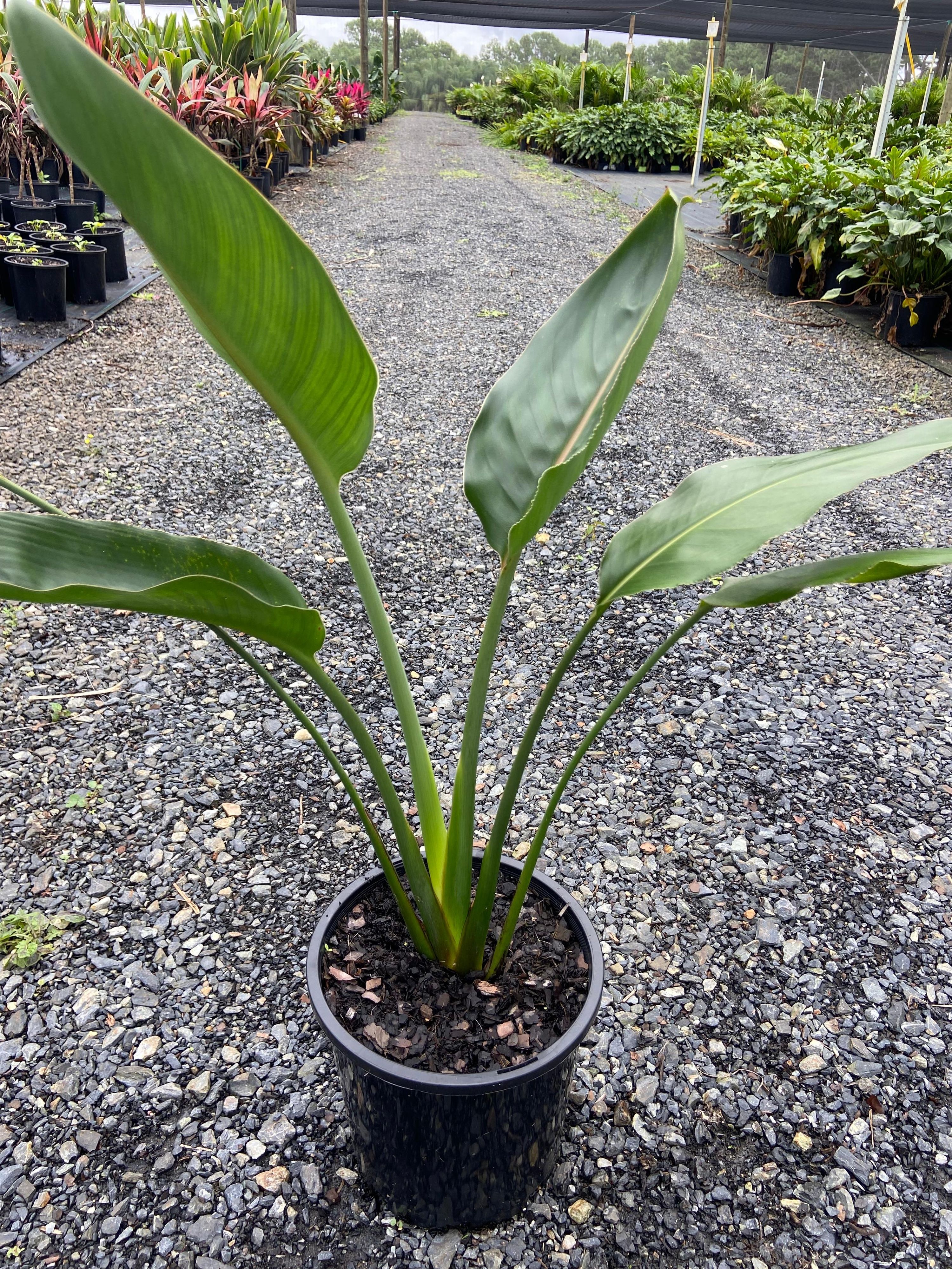 Strelitzia reginae, photo 3