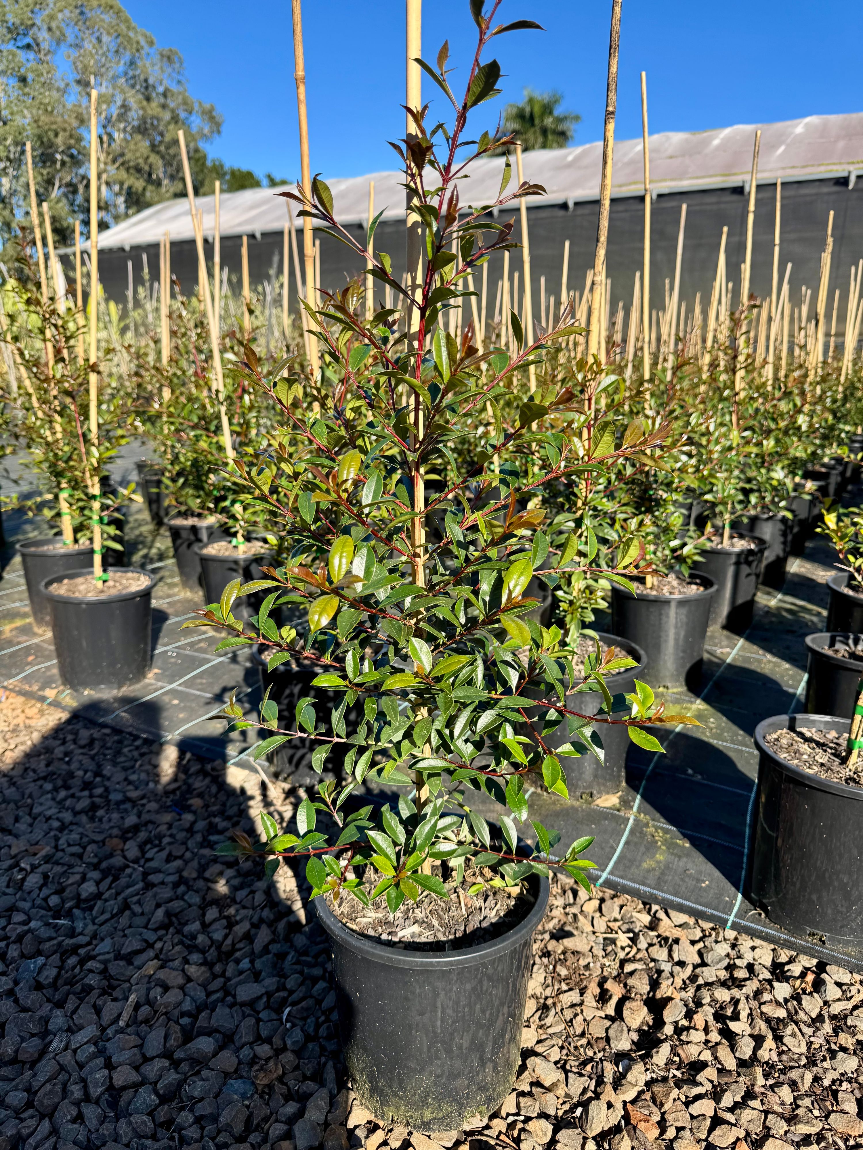 Syzygium australe Resilience grown at the nursery