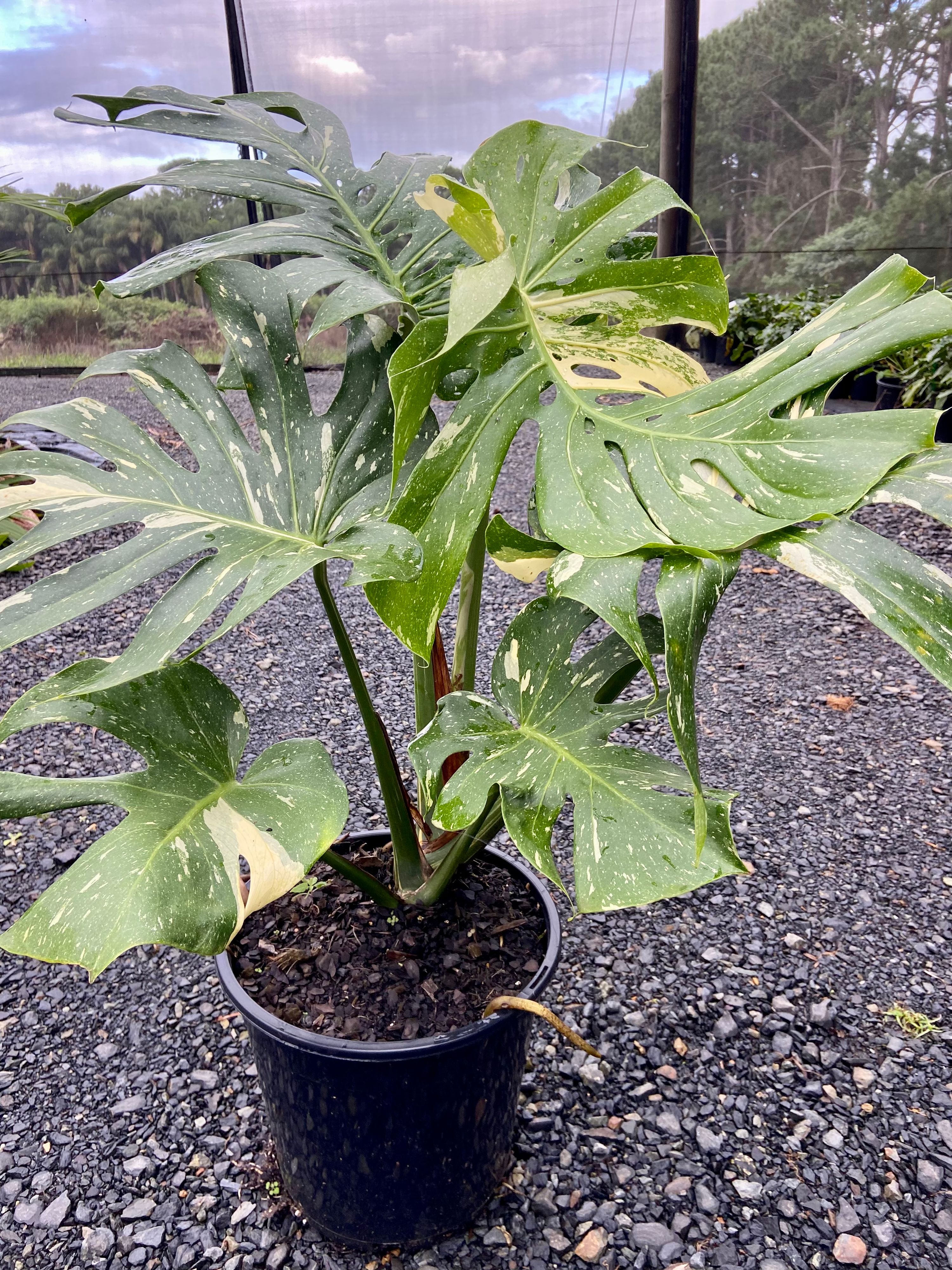 Monstera deliciosa variegata Thai Constellation, photo 3