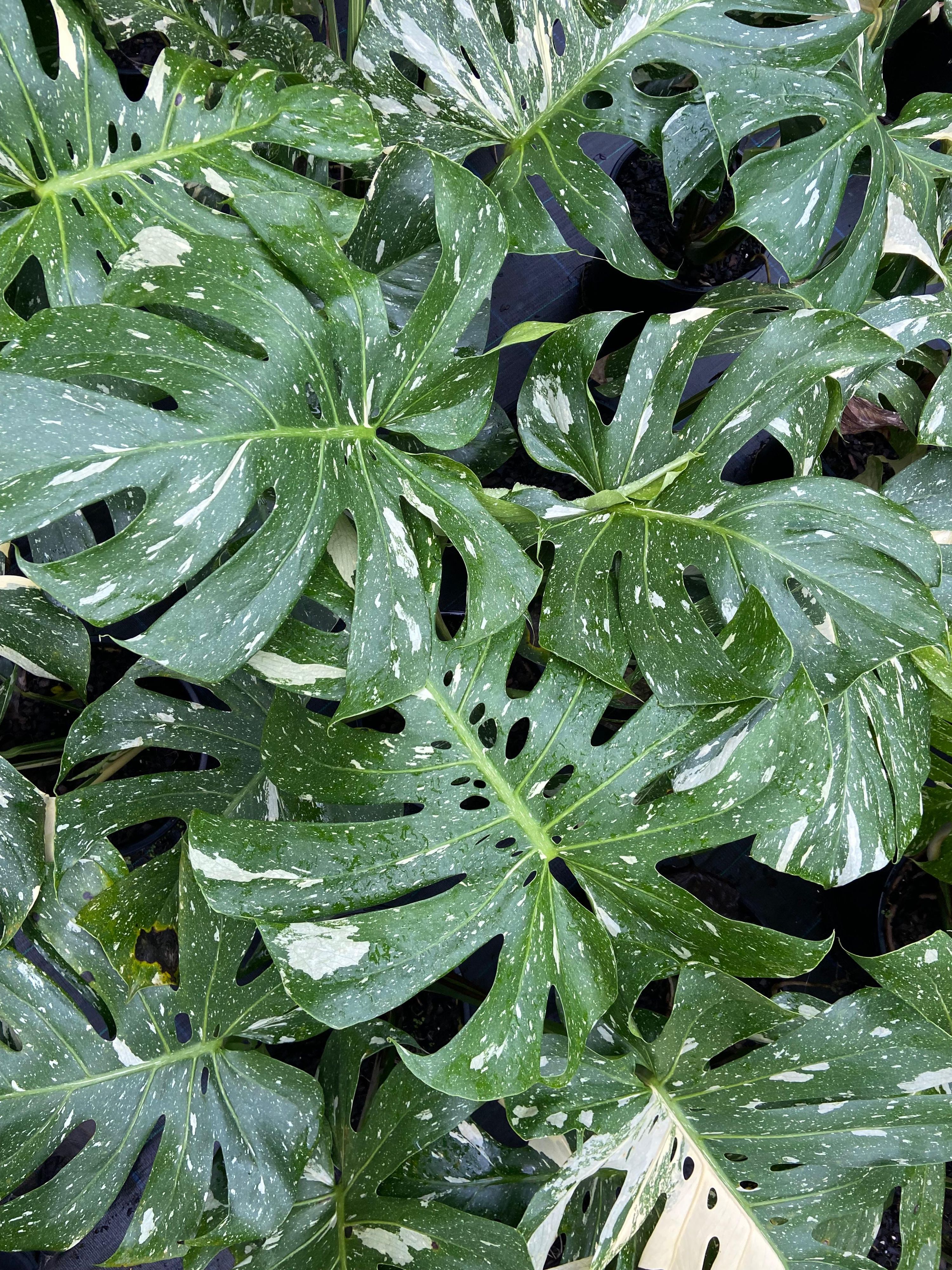 Monstera deliciosa variegata Thai Constellation, photo 2