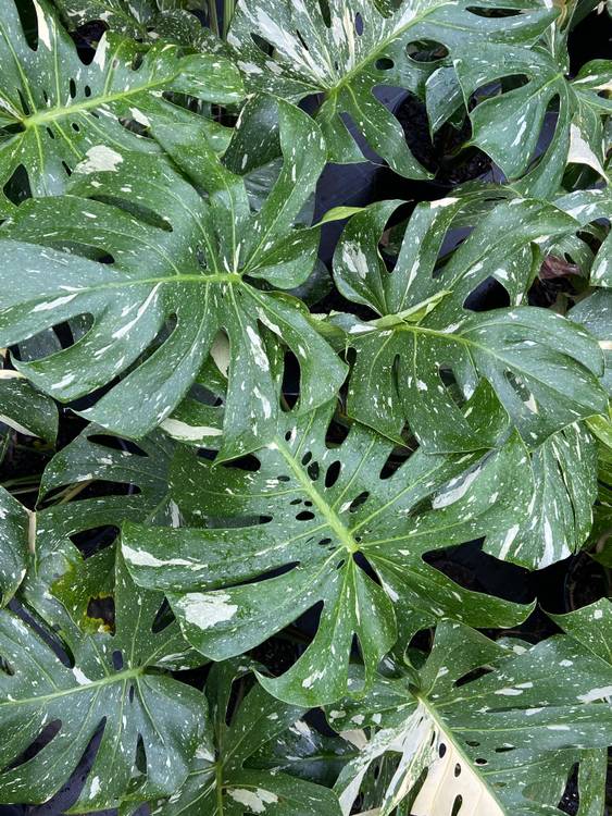 Monstera deliciosa variegata Thai Constellation, photo 2