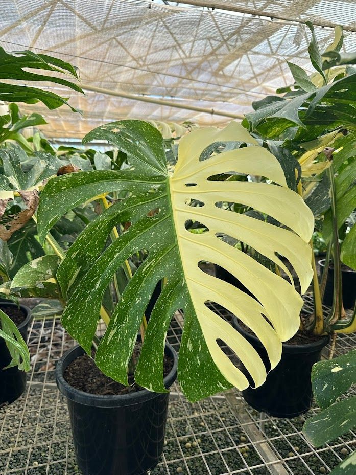 Monstera deliciosa variegata Thai Constellation, photo 6