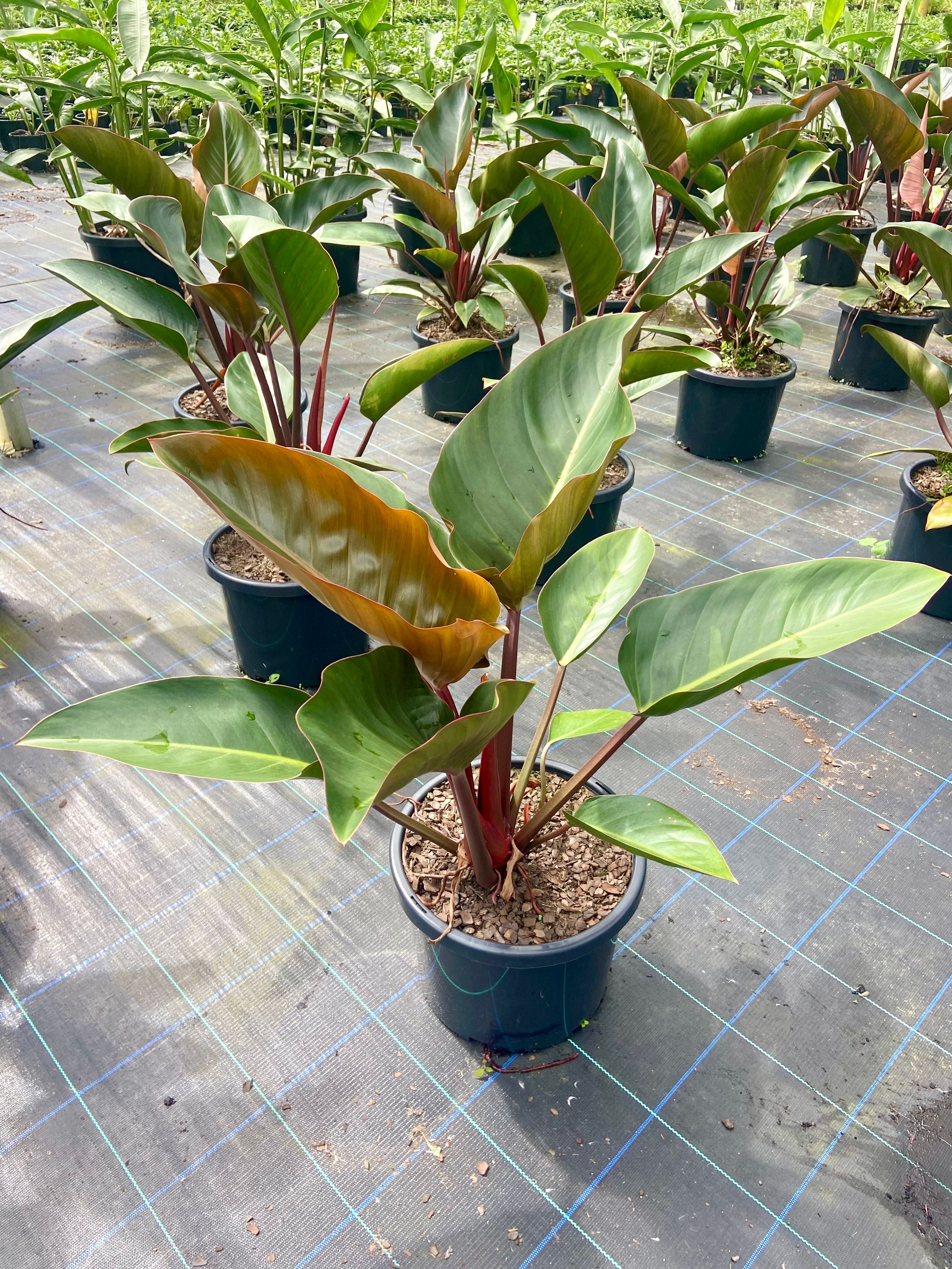 Philodendron tatei Rojo Congo grown at the nursery