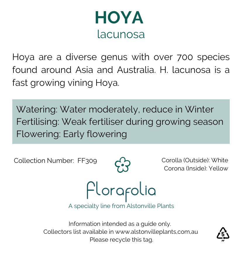 Hoya lacunosa, photo 2