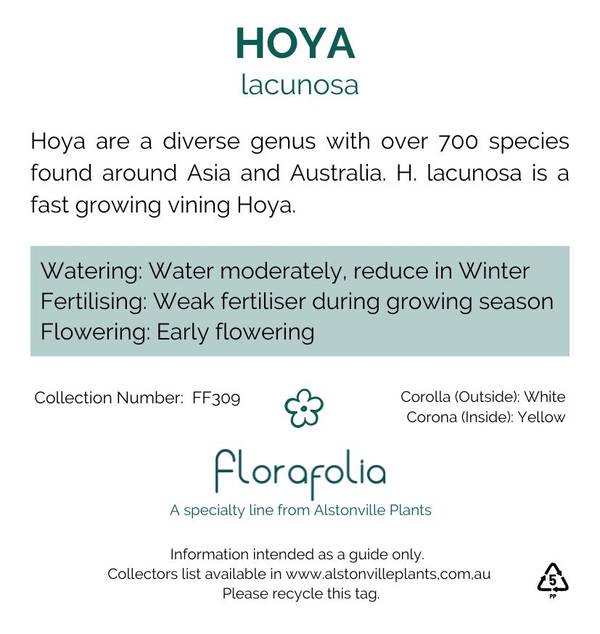 Hoya lacunosa, photo 2