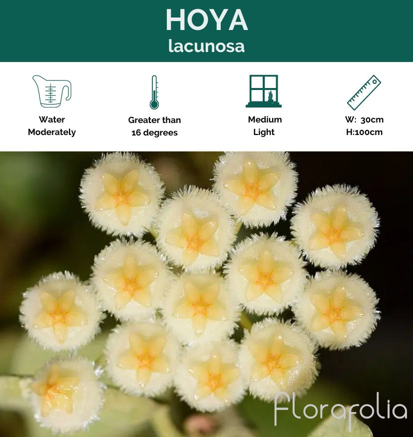 Hoya lacunosa, photo 3