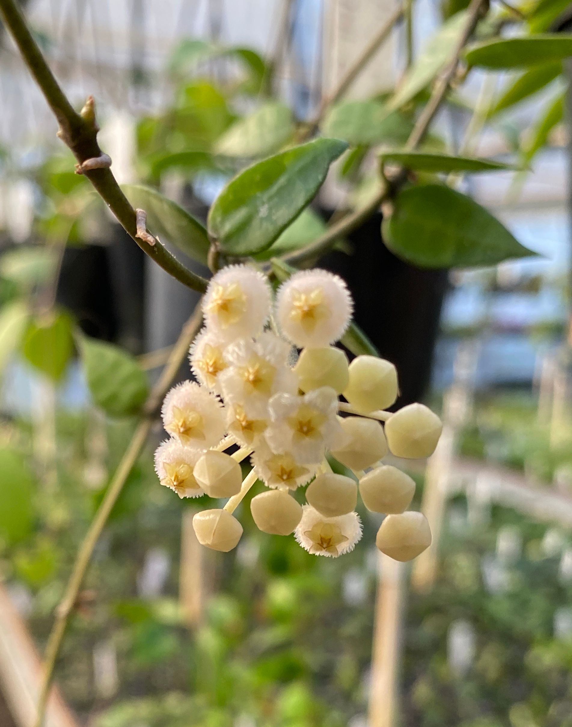 Hoya lacunosa grown at the nursery