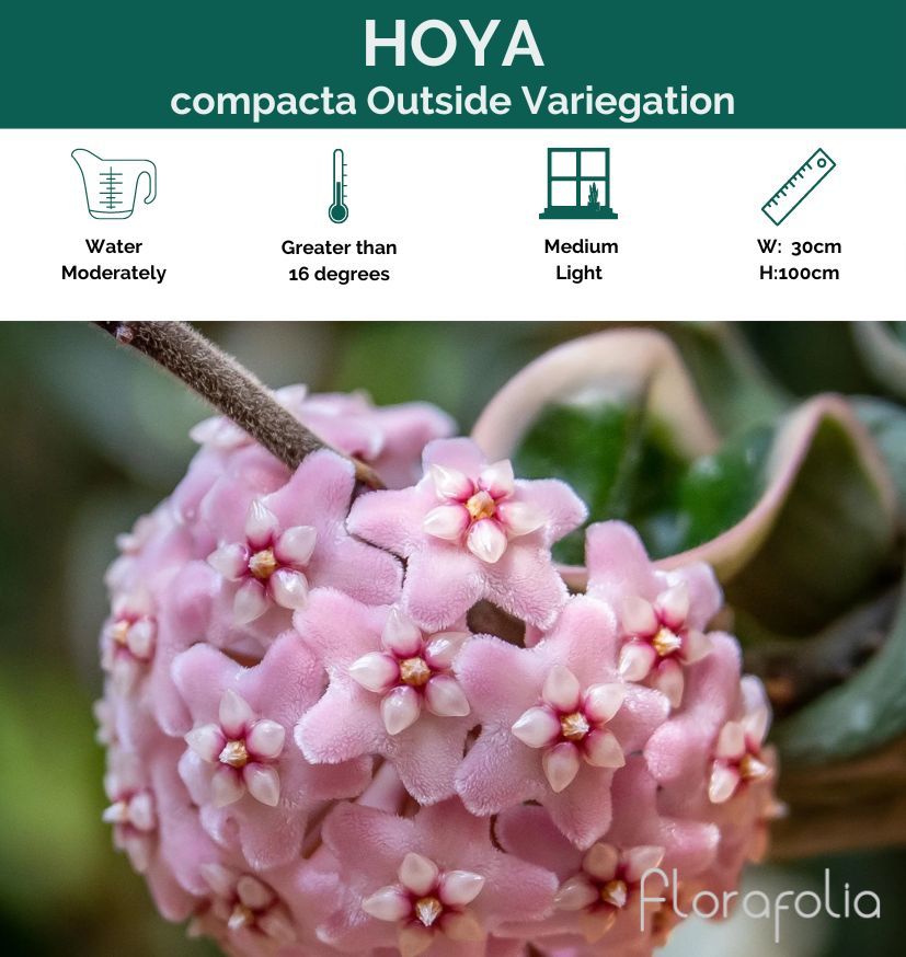 Hoya compacta Indian Rope outside variegation, photo 2