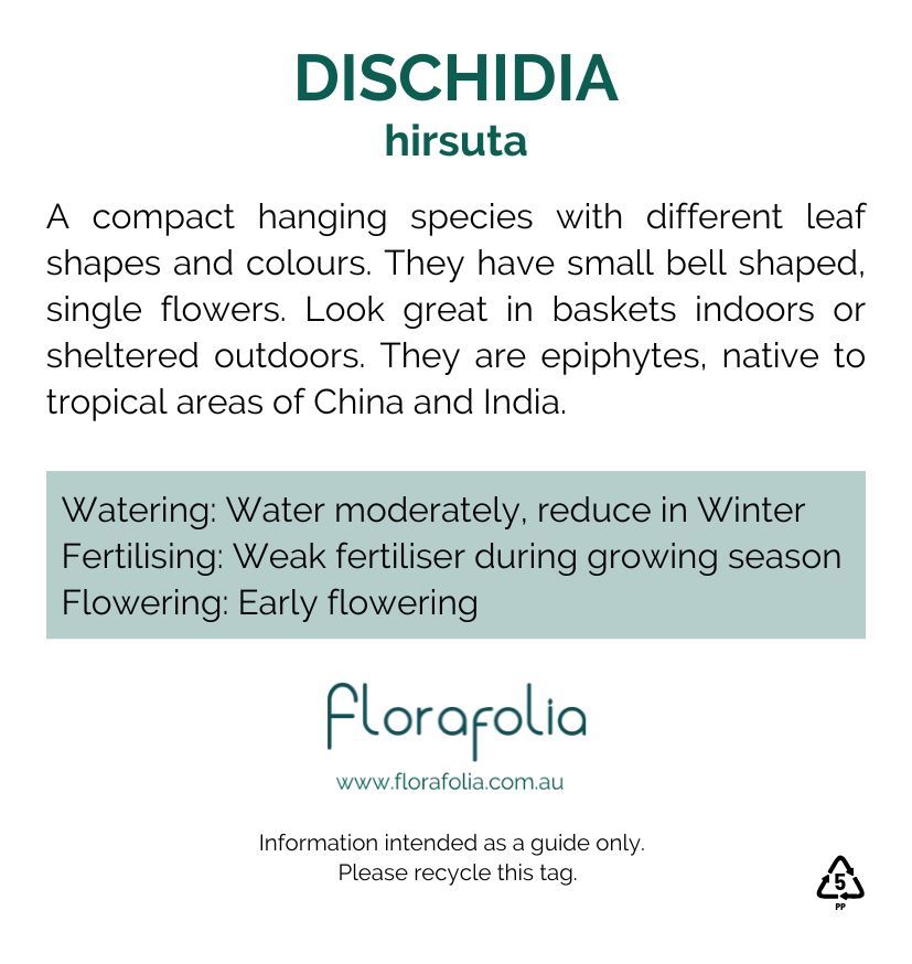 Dischidia hirsuta, photo 2