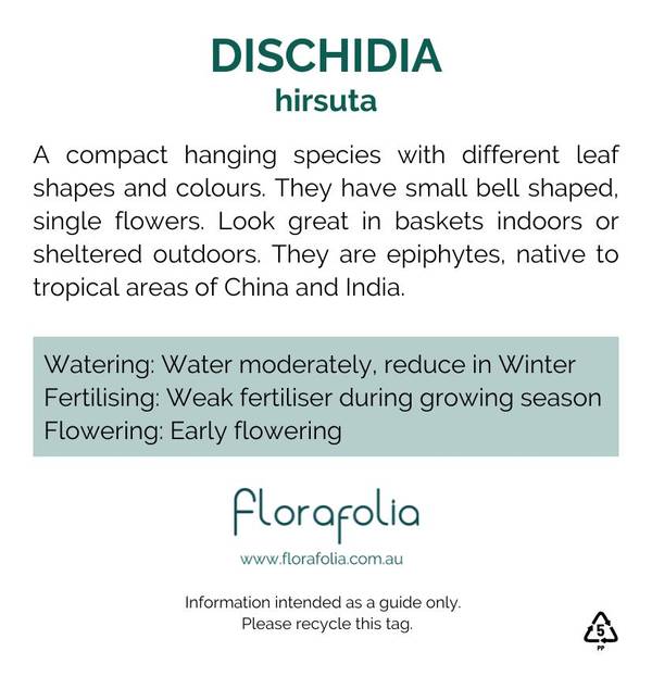 Dischidia hirsuta, photo 2