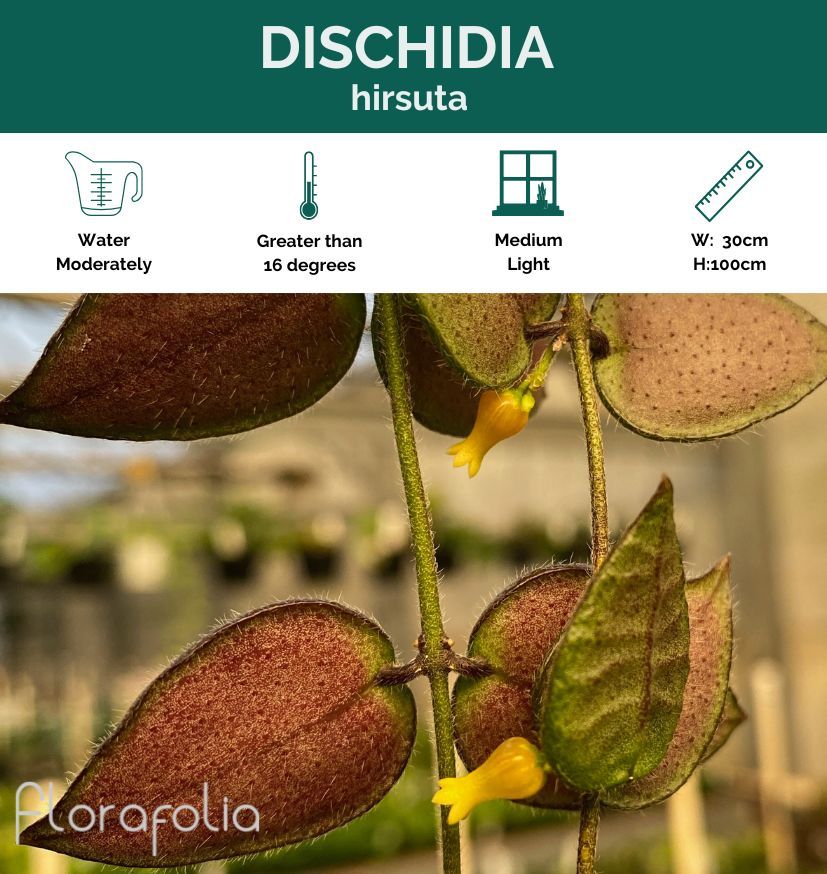Dischidia hirsuta, photo 3