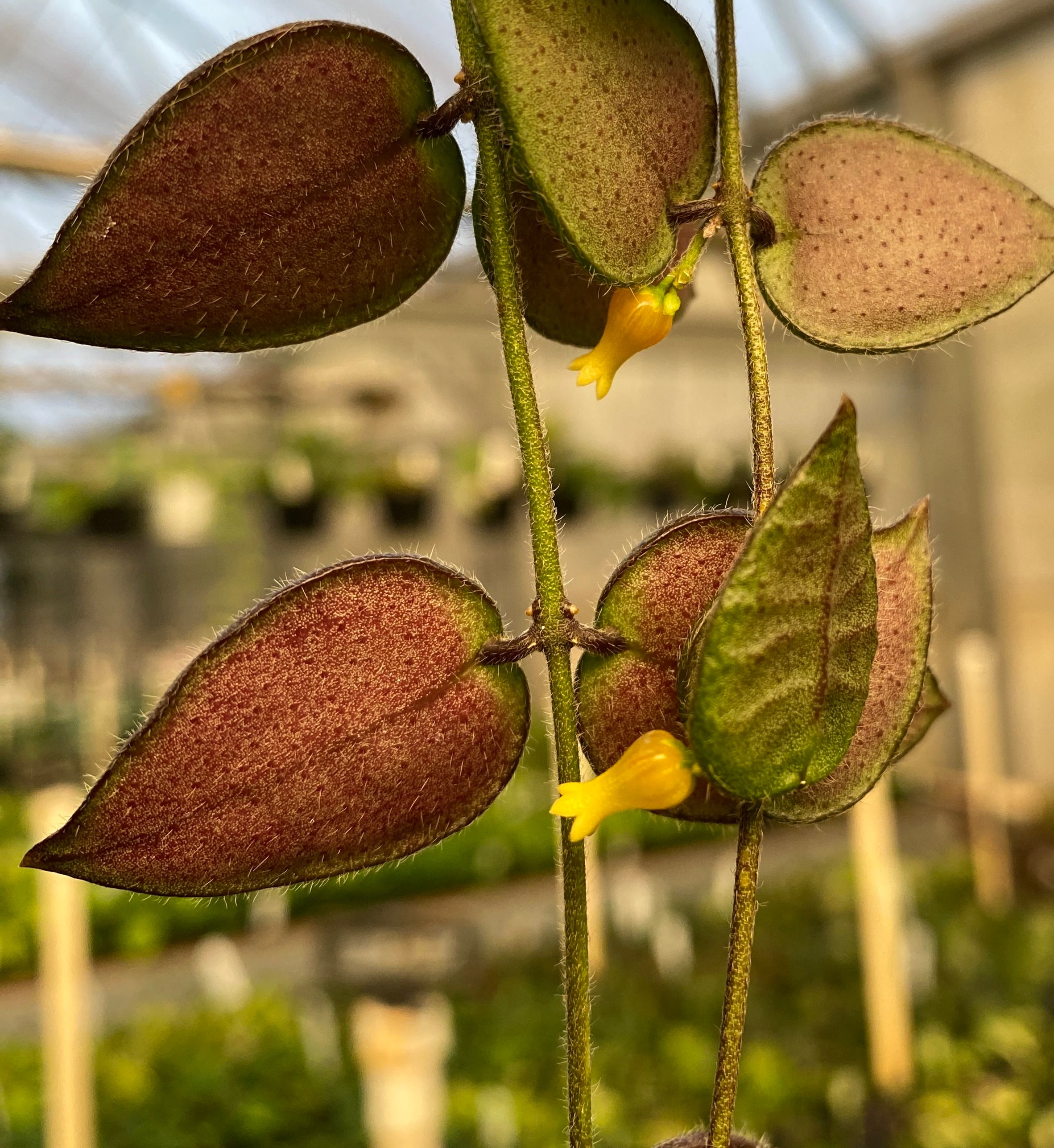 Dischidia hirsuta grown at the nursery