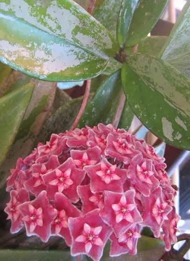 Hoya pubicalyx Silver Pink grown at the nursery