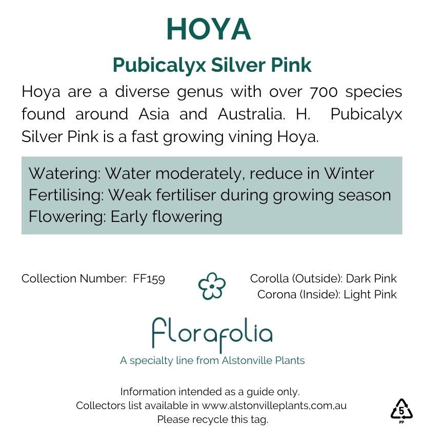 Hoya pubicalyx Silver Pink, photo 2