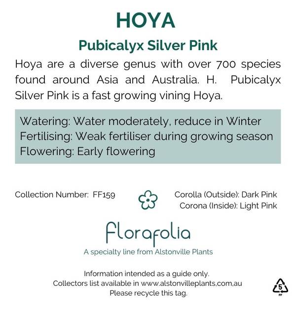 Hoya pubicalyx Silver Pink, photo 2