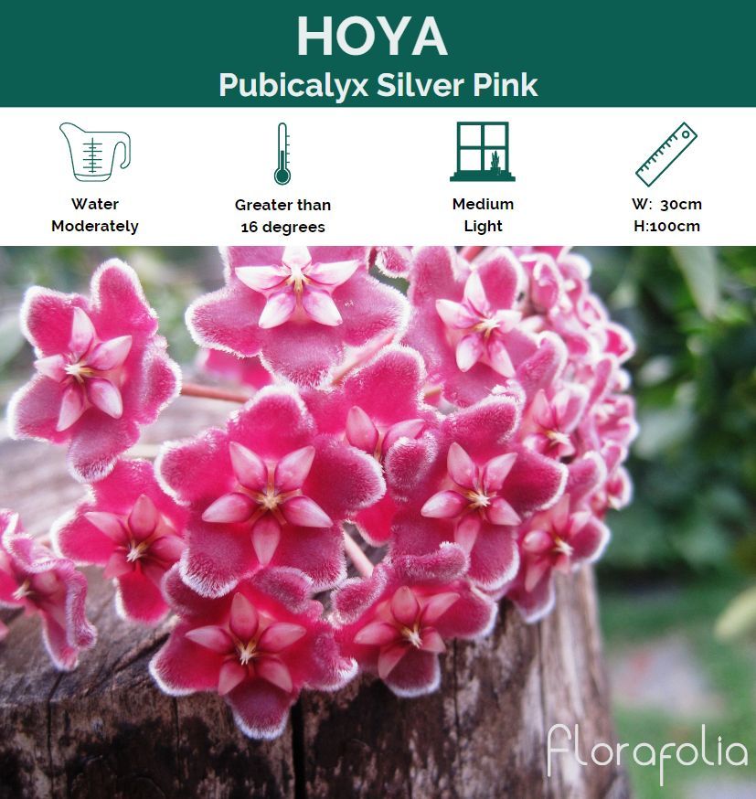 Hoya pubicalyx Silver Pink, photo 3