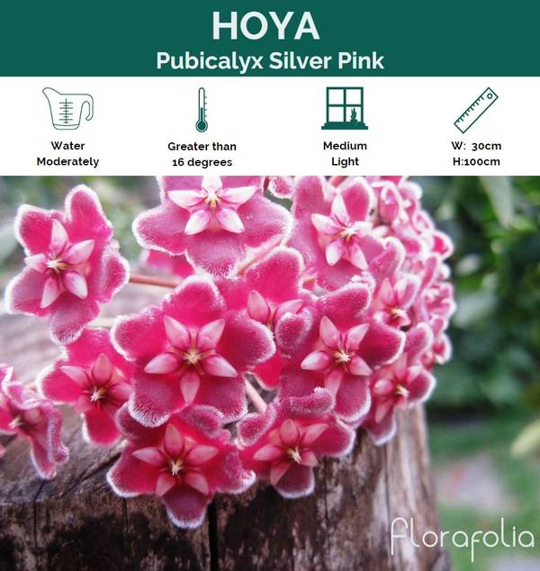 Hoya pubicalyx Silver Pink, photo 2