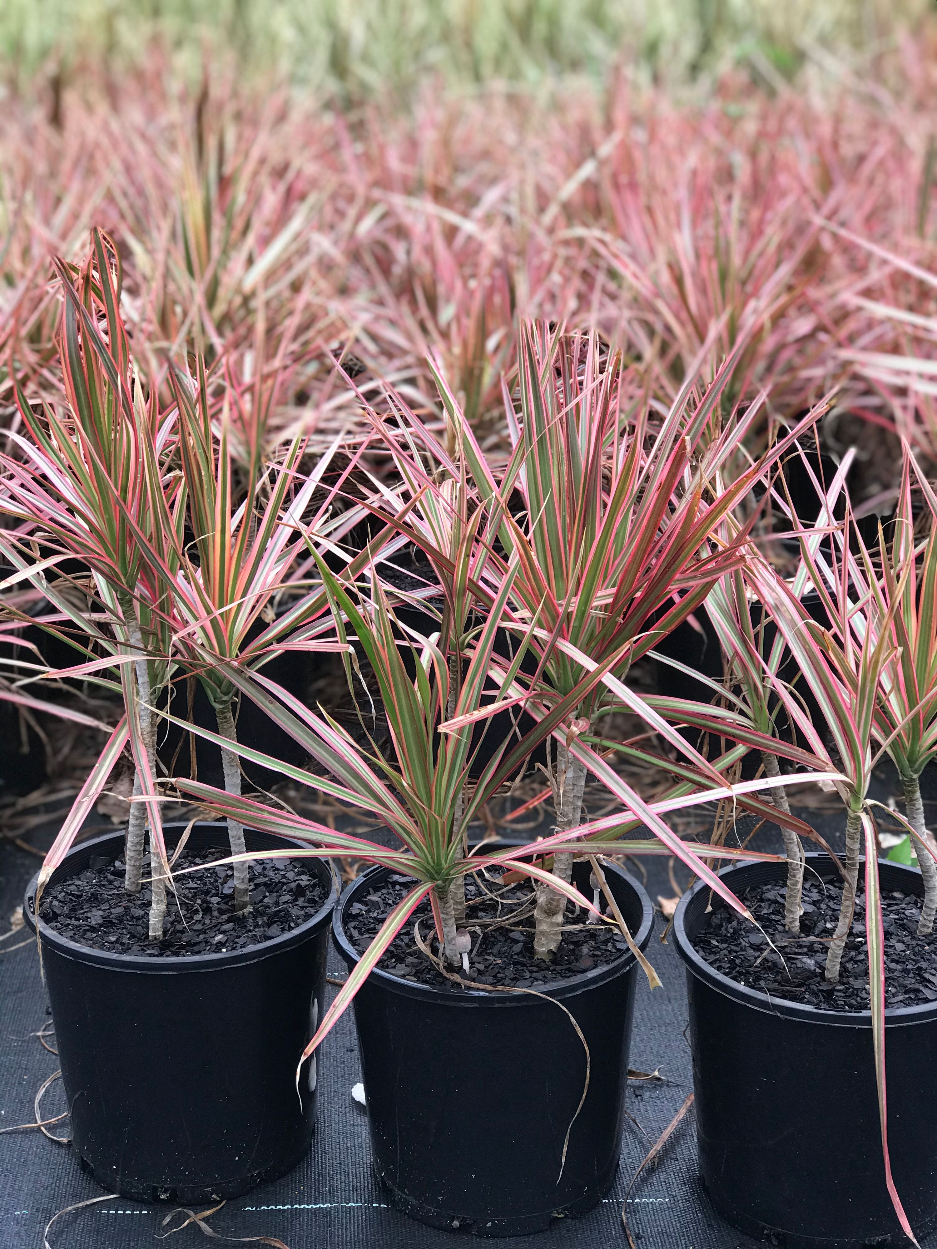 Dracaena marginata Tricolor grown at the nursery
