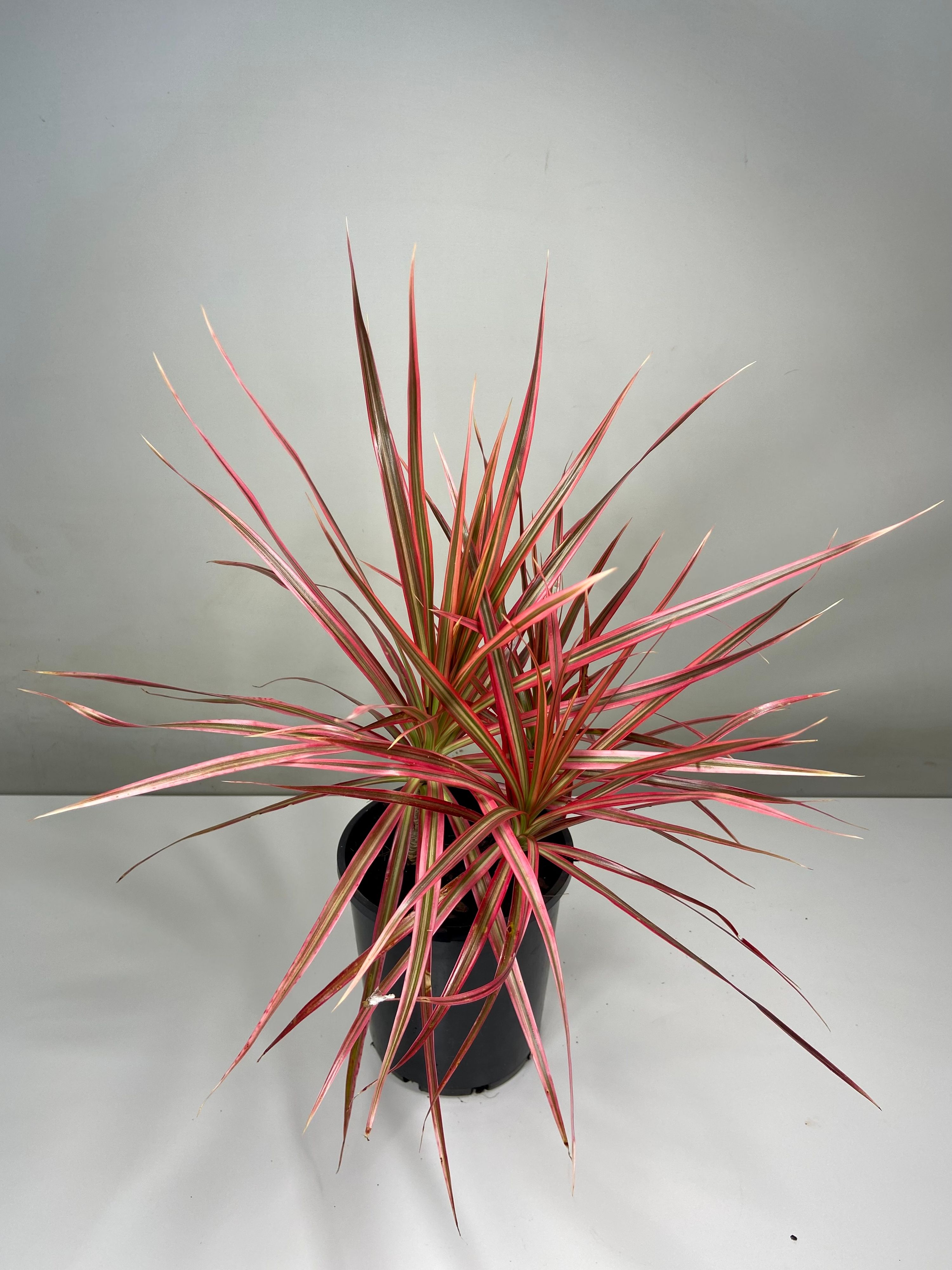 Dracaena marginata Tricolor, photo 3