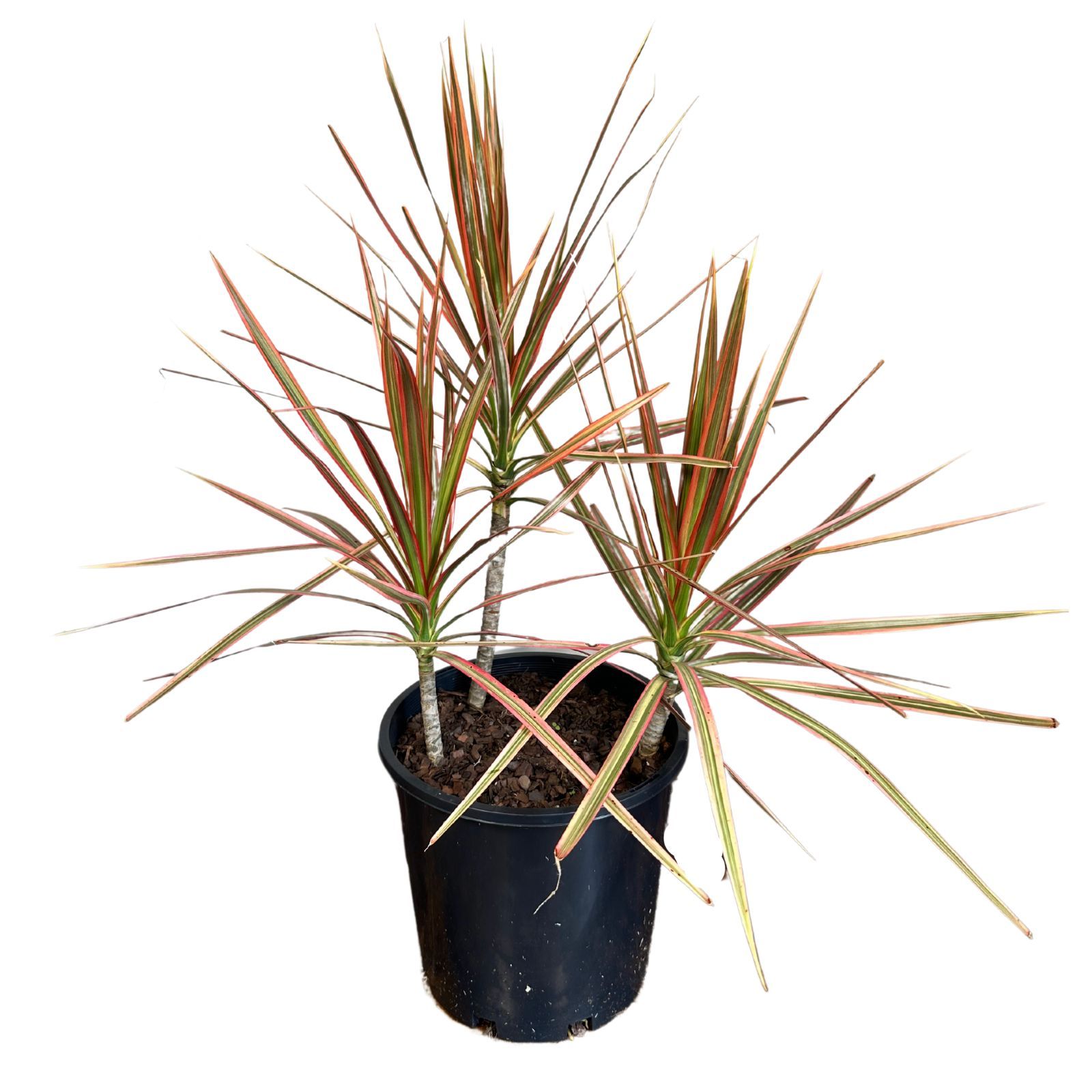 Dracaena marginata Tricolor, photo 2