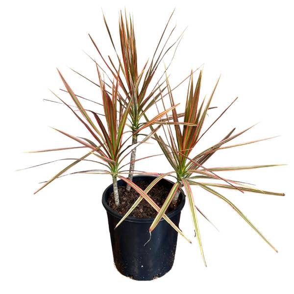 Dracaena marginata Tricolor, photo 2
