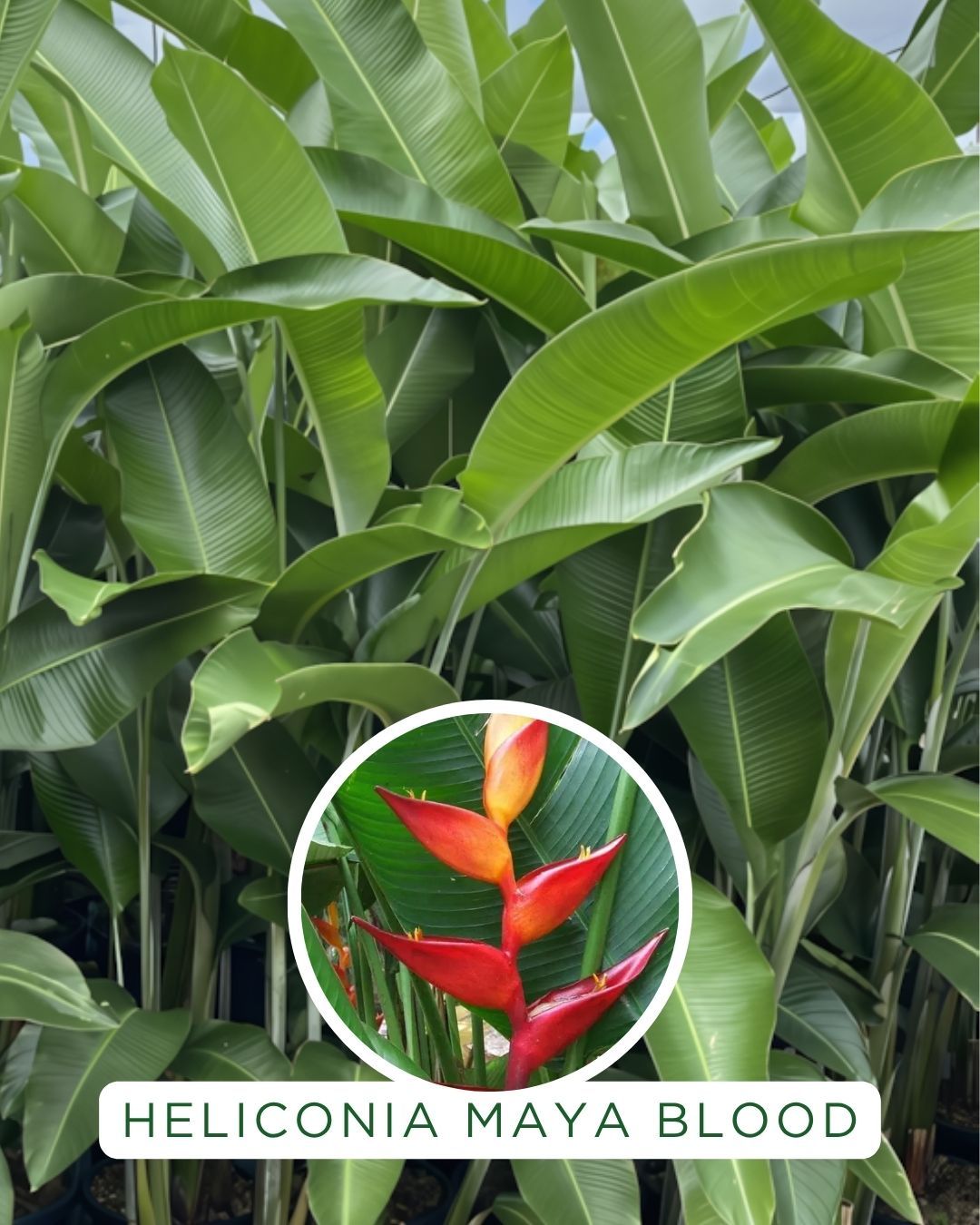 Heliconia champneiana Maya Blood grown at the nursery