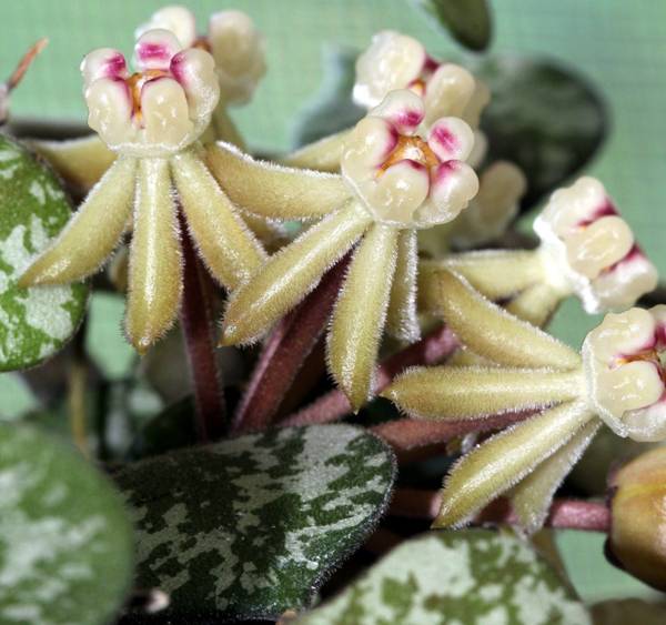 Hoya curtisii Thai Form, photo 3
