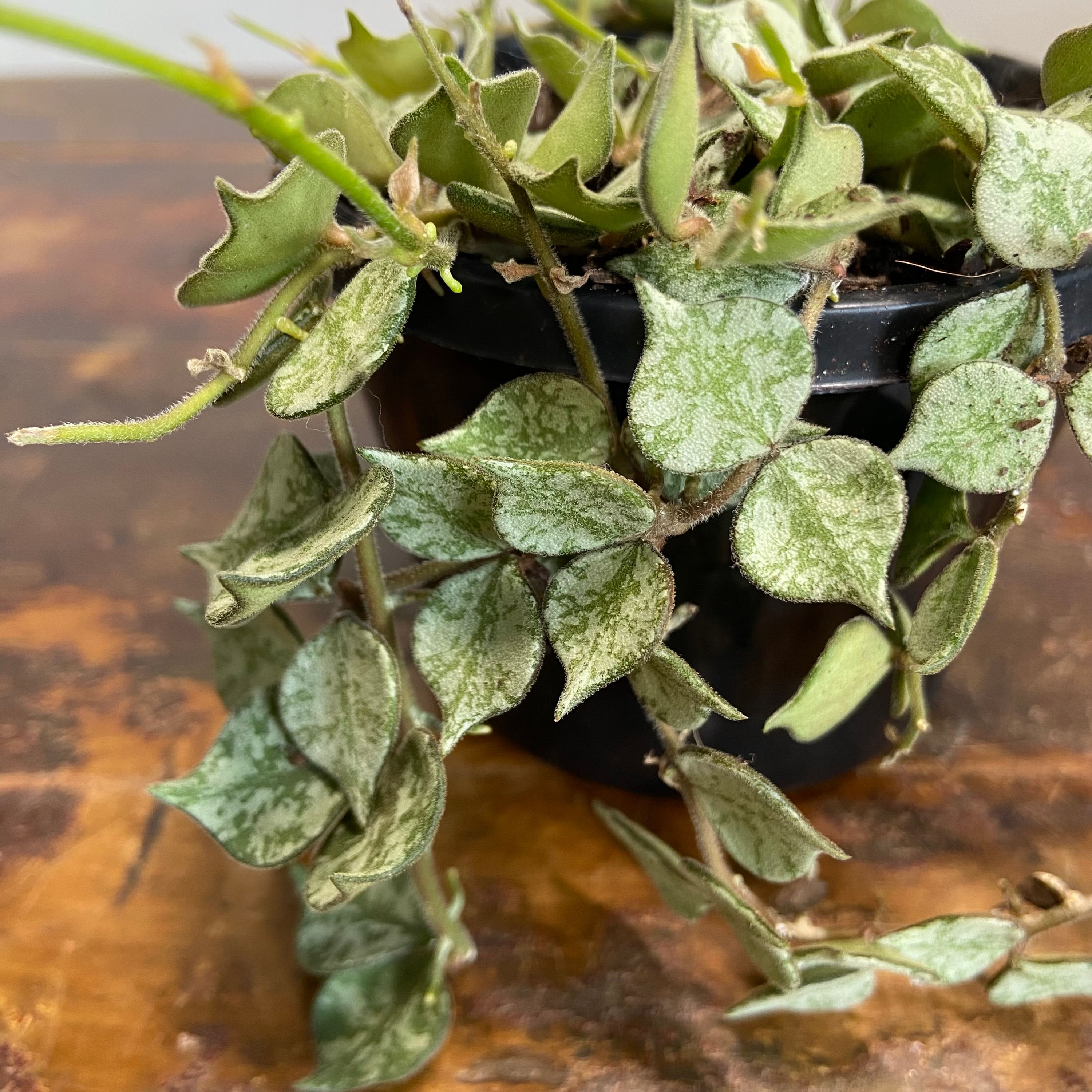 Hoya curtisii Thai Form, photo 2