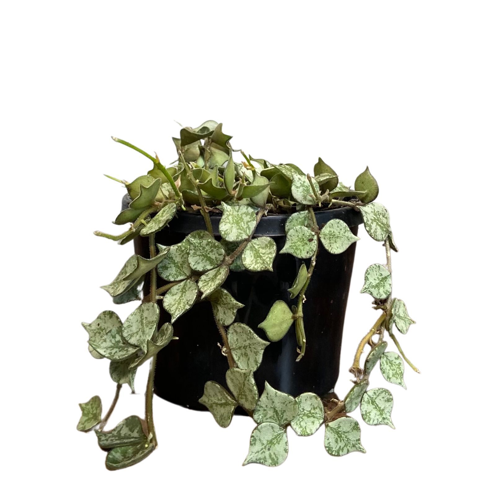 Hoya curtisii Thai Form, photo 3