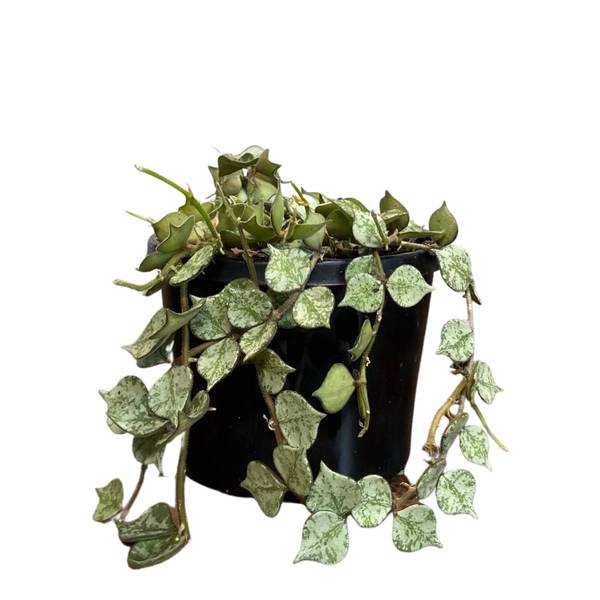 Hoya curtisii Thai Form, photo 3