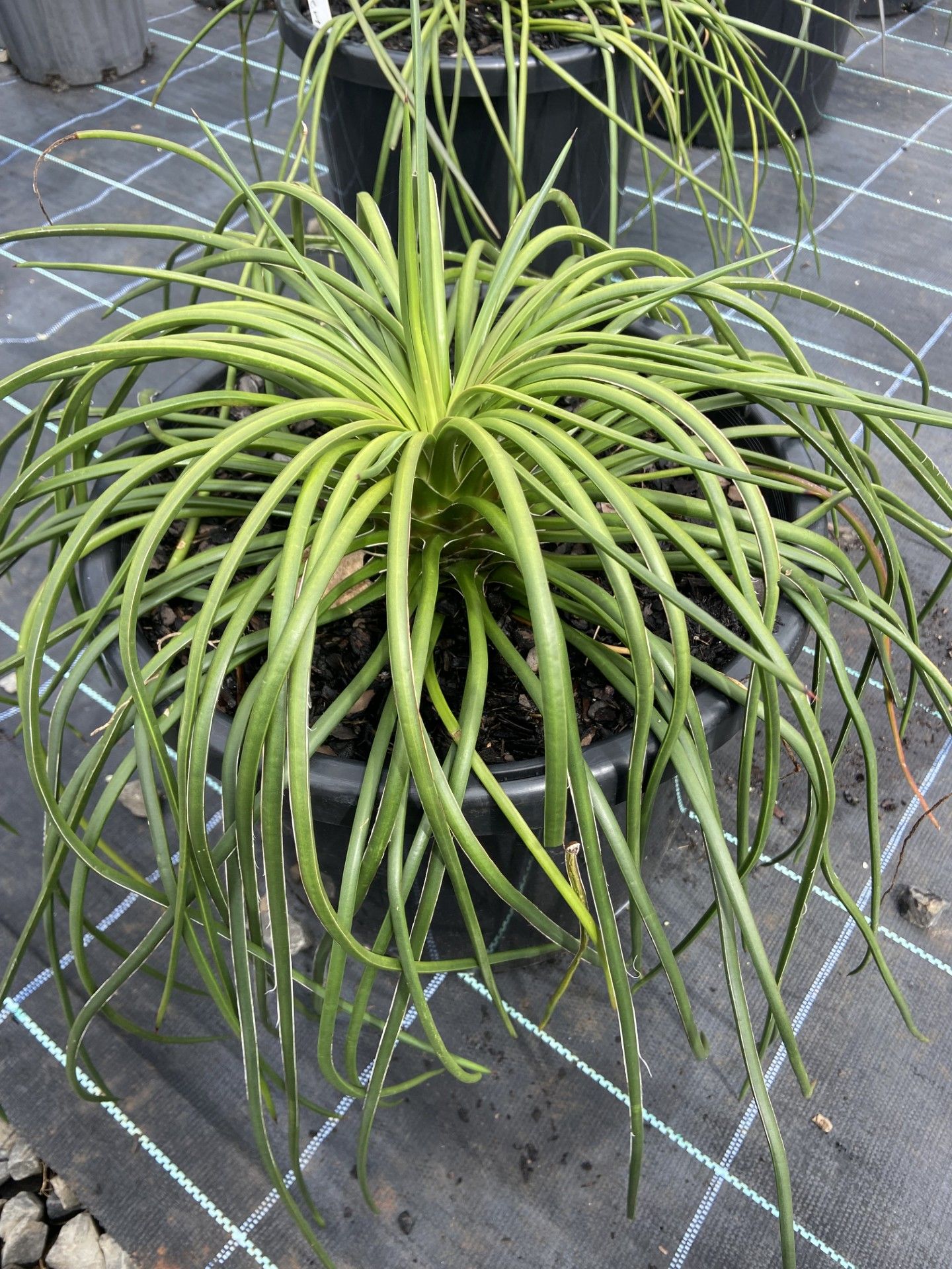 Agave geminiflora grown at the nursery