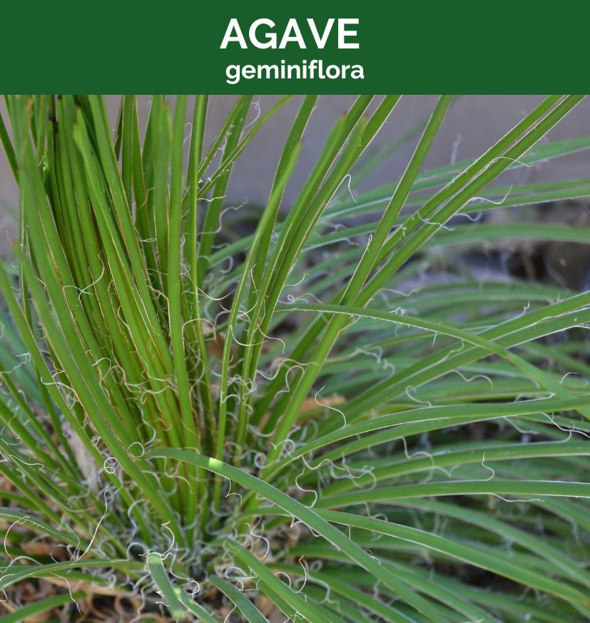 Agave geminiflora, photo 2